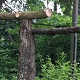 A simple 'rustic' pergola made from locally sourced Sweet Chestnut from the New Forest. Existing Honeysuckles from site were transplanted onto the pergola.